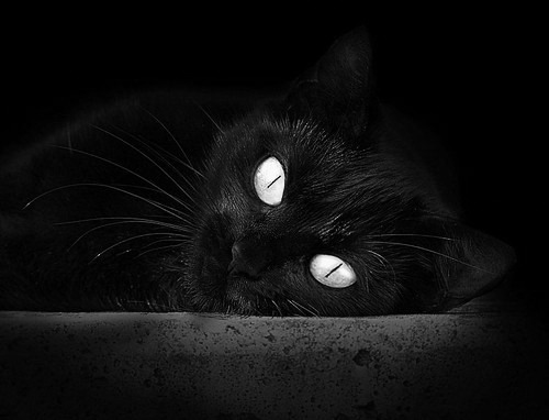 开云体育在线-迪马利亚魔力四射主宰欧战，雷恩铁腕收割苏格兰双雄